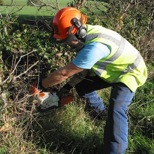 Tree surgery in Essex